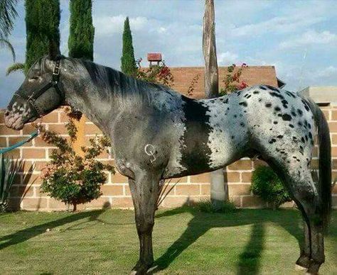 Beautiful horse! It looks like it has roan and then an Appy blanket, but I'm not sure on the rest. Spotted Horse, Unusual Horse, Horse Markings, Rare Horses, Most Beautiful Horses, Appaloosa Horses, Most Beautiful Animals, Majestic Horse, All The Pretty Horses