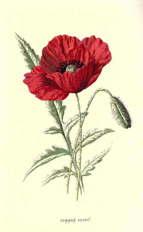 Red Poppy Drawing Poppy Flower Drawing, Illustration Botanique Vintage, Botanical Printables, Ceramic Poppies, Poppy Drawing, Poppy Art, Illustration Botanique, Floral Illustration, Botanical Drawings