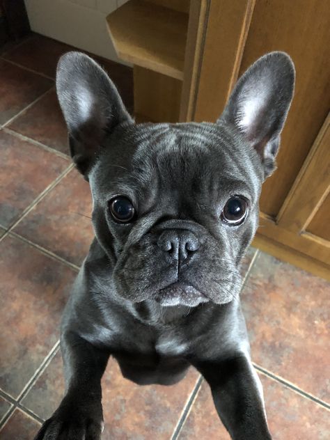 Blue And Tan French Bulldog, Gray French Bulldog, Blue French Bulldog, Frenchie Puppies, Blue French Bulldog Puppies, Grey French Bulldog, French Bulldog Mix, Puppy Time, Dog Mommy