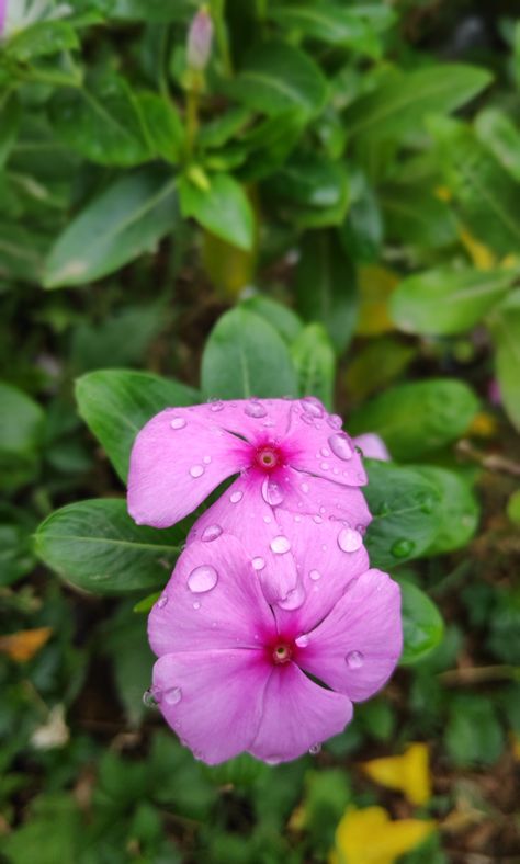 Dew Drops Quotes, Ab Reference, Flowers With Water Drops, Pretty Flowers Photography, Wet Flowers, Plant Wedding, Garden Grass, Rose Graphic, Blossom Branch