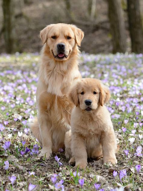 Retriever Puppies, Cute Dogs And Puppies, Golden Retrievers, Golden Dog, Little Dogs, Dog Photos, Big Dogs, Cute Funny Animals, Dog Pictures