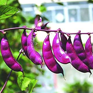 Red Hyacinth, Hyacinth Bean, Hyacinth Bean Vine, Purple Beans, Vine Trellis, Purple Hyacinth, Bean Seeds, Vegetable Seeds, Garden Nursery