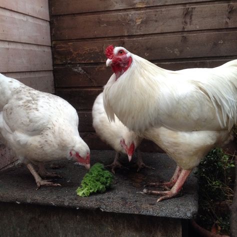 Orpington Chicken Colors, Orpington Chickens Colors, Mottled Houdan Chicken, Buff Orpington Chickens Eggs, Buff Laced Polish Chickens, One Eye, Chicken Breeds, Small Farm, Get One