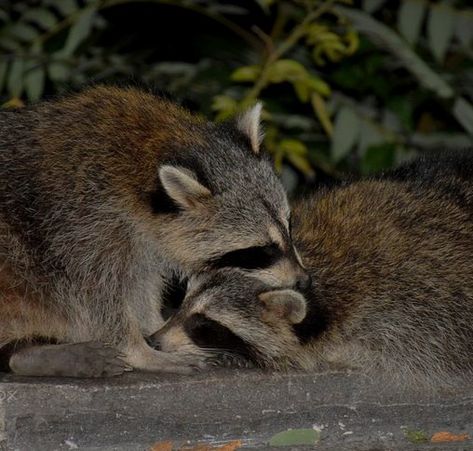 Raccoons In Love, Happy Memes, Pet Raccoon, Cute Raccoon, Raccoon Funny, Trash Panda, Cute Wild Animals, Racoon, Sweet Animals