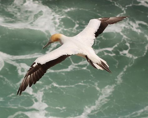 Gannet Bird, Melbourne Zoo, Flight Feathers, Sea Birds, Birds Eye View, Birds Flying, In Flight, The Birds, Birds Eye