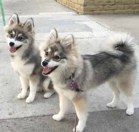 Siberian Husky x Pomeranian Pomsky Dog, Pomeranian Husky, Pomsky Puppies, Pomeranian Lovers, Husky Puppy, Cute Dogs And Puppies, Shiba Inu, Beautiful Dogs, Cute Funny Animals