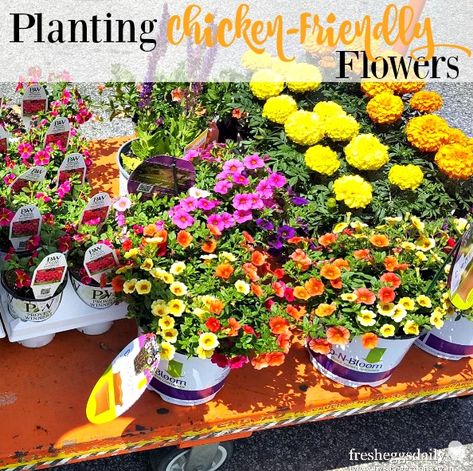 Flowers For Chicken Coop, Flowers For Chickens To Eat, Chicken Friendly Landscaping, Flowers To Plant Around Chicken Coop, Flowers Around Chicken Coop, Chicken Coop Flowers, Flowers For Chickens, Plants For Chickens, Chicken Rearing