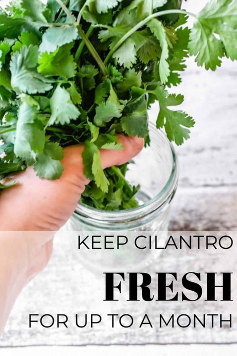 Fresh Herbs Storage, Herbs Storage, Freezing Cilantro, Freezing Fresh Herbs, Store Fresh Herbs, Cilantro Recipes, Herb Storage, Medicinal Garden, Garden Kit