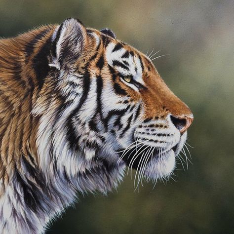 Is there a more stunning and elegant side profile than an Amur Tiger?? I’m not sure there is 😊 what do you guys think? #tiger #amur #cat… Tiger Side Profile Drawing, Tiger Profile Picture, Tiger Side Profile, Tiger Side View, Endangered Animals Project, Tiger Profile, Amur Tiger, Tiger Tooth, Profile Drawing