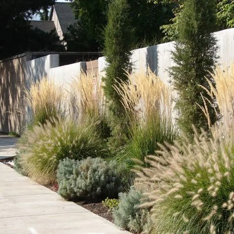 Fountain Grass Landscaping, Tall Grasses For Privacy, Layered Landscaping, Pampas Grass Landscape, Tall Grass Landscaping, Grass Landscaping, Yard Remodel, Privacy Landscaping, Fountain Grass