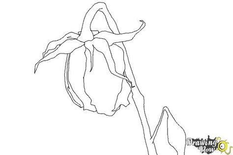 Wilting Flowers Drawing Easy, Dead Rose Drawing, Rose With Petals Falling, Dead Flower Drawing, Still Life For Beginners, Drawing Video Tutorial, Rose Drawing Simple, Dead Rose, Decay Art