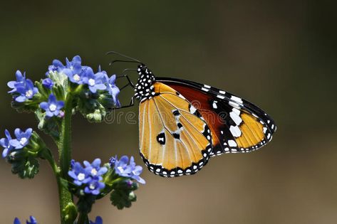 Butterfly at Kirstenbosch. National Botanical Gardens, Cape Town, South Africa #Sponsored , #ad, #paid, #National, #Butterfly, #South, #Botanical South African Butterflies, About Butterfly, Butterfly Art Painting, Cape Town South Africa, Butterfly Art, Beautiful Butterflies, Paper Texture, Cape Town, South African