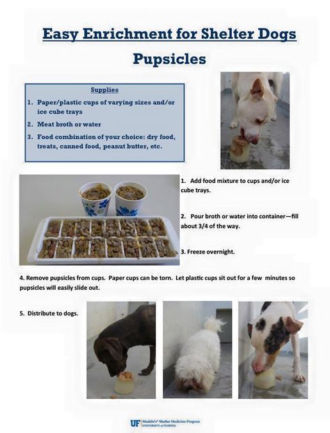 Puppy Diy, Dogs Diy Projects, Bored Dog, Shelter Dog, Dog Enrichment, Dog Games, Animal Sanctuary, Dog Items, Animal Behavior