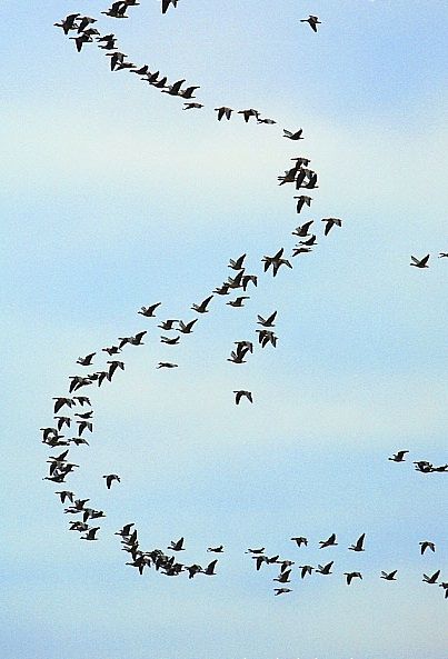 Geese Flying, Birdseye View, Northumberland England, Flight Patterns, Wild Geese, Grey Goose, Flying Geese, Swallows, The Flame