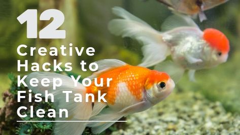 There is a fine line between large-scale cleaning and optimum cleaning. Here are 12 hacks that you can do to reduce the risk of large-scale cleaning and speare your time. Saltwater Tank Setup, Clean Fish Tank, Betta Fish Tank Mates, Betta Tank Mates, Goldfish Care, Goldfish Aquarium, Fish Tank Cleaning, Goldfish Tank, Aquaponics Diy