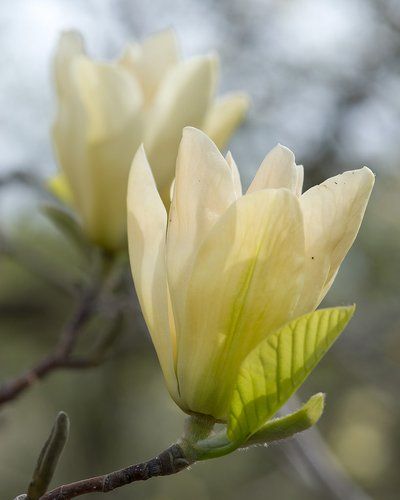 Magnolia 'Elizabeth' | Magnolia acuminata x denudata 'Elizabeth' | Magnolia x 'Elizabeth' | plant lust Soil Texture, Simple Leaf, Plant Images, Soil Ph, Landscaping Plants, Flowering Trees, Types Of Plants, Flower Shape, Spring Flowers