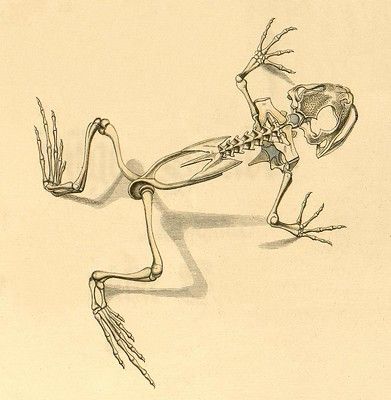 Frog Skeleton, Comparative Anatomy, Scientific Drawing, Bionic Design, Red Eyed Tree Frog, Animal Skeletons, Frog Tattoos, Vulture Culture, Scientific Illustration