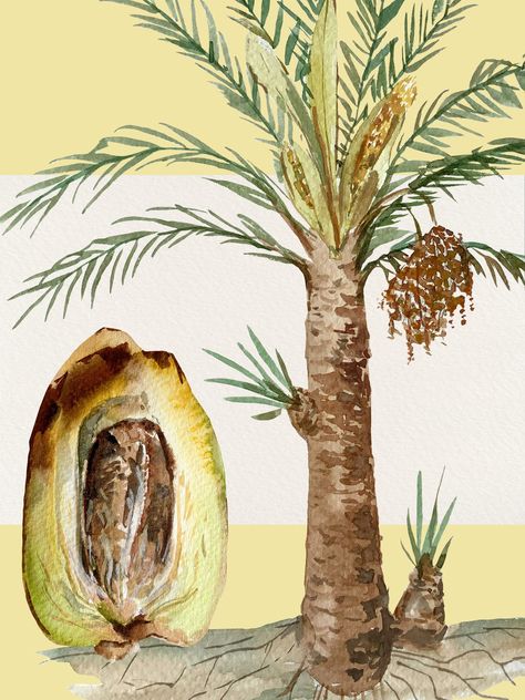 WHAT YOU GET:  - 23 individual elements on transparent background         - 8 ripening stages of dates          - 13 date fruit varieties         - date palm and date half - High resolution - Hand-painted watercolor You'll need to unzip files before usage. Wish you inspiration! Dates Illustration Fruit, Dates Palm Tree, Kitchen Painting Art, Palm Tree Sketch, Date Tree, Dates Fruit, Date Palm Tree, Fruit Collage, Paintings Wall Decor