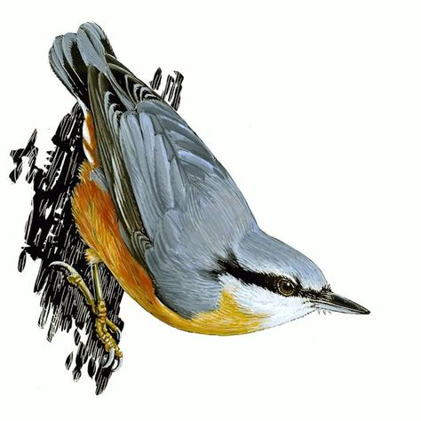 Nuthatch Tattoo, Eurasian Nuthatch, Nuthatch Bird, Bird Watercolor Paintings, Bird Sketch, Watercolor Birds, Bird Watercolor, Reference Pics, Bird Tattoo