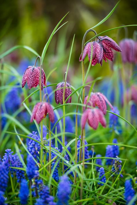 Fritillaria meleagris & Muscari armeniacum - muscari og vibeæg er ok til skygge Planting Companions, Muscari Armeniacum, Circle Garden, Fritillaria Meleagris, Plant Palette, Grape Hyacinth, Pollinator Plants, Chelsea Garden, Flower Pot Design