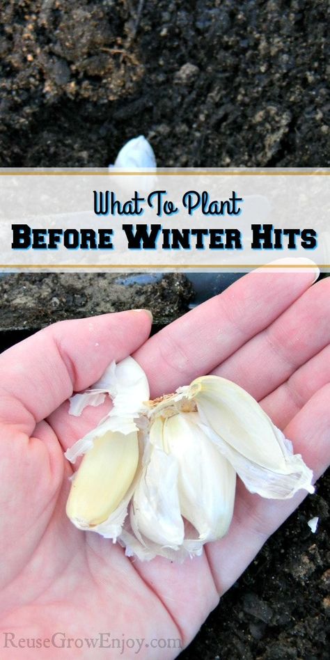 Thinking about having a winter garden or early spring garden, these tips might be helpful. I'm going to share some tips on what to plant before winter hits. Backyard Design Ideas Budget, Backyard Garden Layout, Backyard Garden Landscape, Small Backyard Gardens, Garden Tool Storage, Backyard Pool Designs, Backyard Garden Design, Small Backyard Patio, Beautiful Backyards