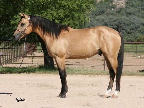 Perlino Horse, Paint Horses For Sale, Pretty Horses Palomino, Palomino Horse Jumping, Palomino Horse With Blue Eyes, Chocolate Palomino Quarter Horse, Brown Horse With White Mane, Buckskin Horse, Pinto Horse