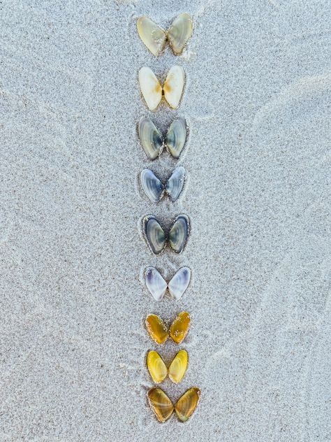 Coquina clam shells laid out on the sand to look like butterflies Butterfly Shell Tattoo, Coquina Shell Tattoo, Coquina Tattoo, Coquina Shells, Shell Tattoo, Seashells Photography, Seashell Tattoos, Shell Tattoos, Daughter Tattoo