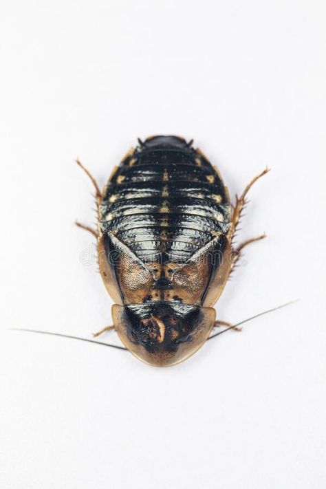 Blaptica dubia, Dubia roach, also known as the orange-spotted roach in the labor #Sponsored , #sponsored, #SPONSORED, #dubia, #spotted, #labor, #Dubia Dubia Roaches, About Study, Labor, Stock Images, Orange, Animals, Quick Saves