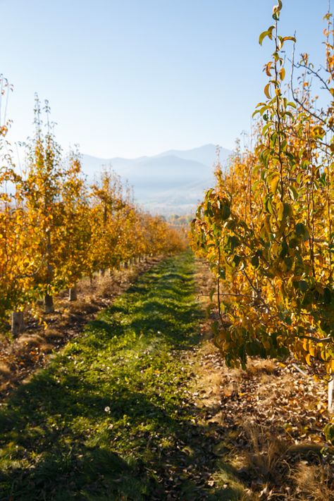 @Harpreet Singh & David  Royal Crest Pear Orchard Pear Orchard, Harry & David, Royal Crest, The Goose, Golden Egg, Southern Oregon, Gold Beauty, Autumn Harvest, First Name