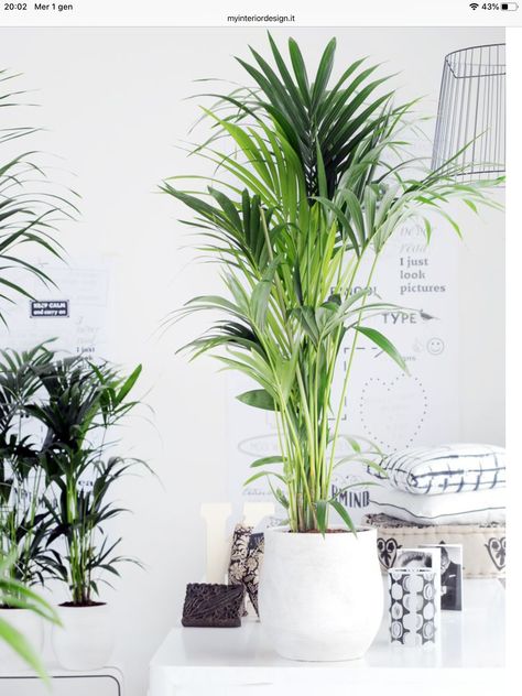 Artificial Plant Arrangements, Kentia Palm, Artificial Plants Decor, Small Indoor Plants, Artificial Plants Indoor, Artificial Plant Wall, Artificial Plants And Trees, Artificial Plants Outdoor, Palm Plant