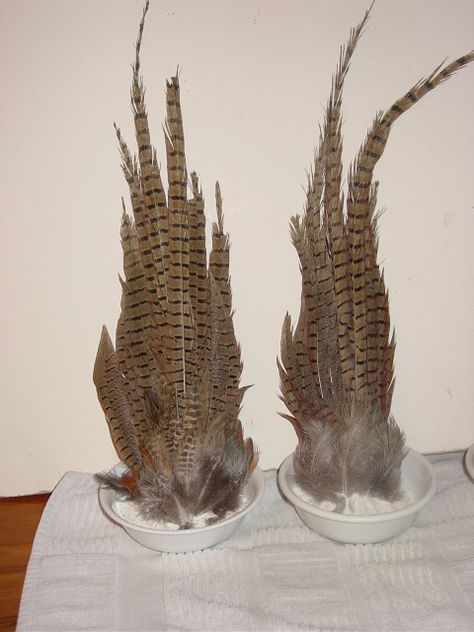 How to Preserve Pheasant Tails - TexasBowhunter.com Community Discussion Forums Pheasant Tail Feathers Decor, How To Preserve Bird Wings, Pheasant Feather Display, Pheasant Tail Display, Pheasant Tail Mount, Pheasant Taxidermy, Pheasant Mounts, Pheasant Feather Decor, Game Display