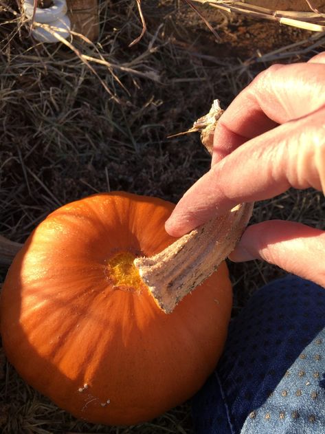 Pumpkin Stems Ideas, How To Make A Pumpkin Stem, Pumpkin Stems Diy, Preserve Pumpkin, Preserving Pumpkins, Pumpkin Stems, Fake Pumpkins, Fall Stem, Metal Pumpkins