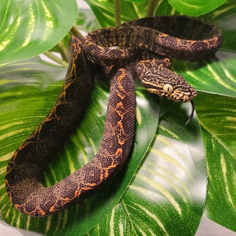 CB 2022 Amazon Tree Boa by Poey's Boas - MorphMarket Amazon Tree Boa Enclosure, Boa Enclosure, Monitor Enclosure, June 2022, Baby Birth, Amphibians, Snakes, More Pictures, Reptiles