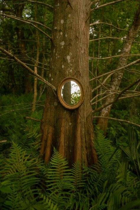 Mirror on Tree in Forest · Free Stock Photo Mirror In Forest, Mirror Tree, Hidden Forest, Mirror Reflection, Woodland Scene, Fantasy Forest, Photography Classes, Hanging Mirror, A Mirror