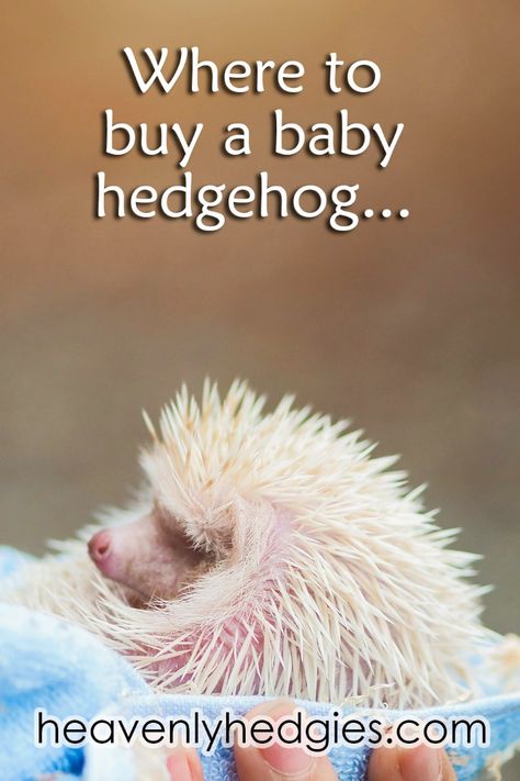 Find out the answers concerning where to buy a baby hedgehog. The answers may surprise you! #babyhedgehog #hoglets #hedgielife || #heavenlyhedgies @heavenlyhedgies Hedgehog Cages, Hedgehog Diet, Hedgehog Facts, Baby Hedgehogs, Hedgehog Care, Hedgehog Cage, Hedge Hog, Pygmy Hedgehog, Wrong Choice