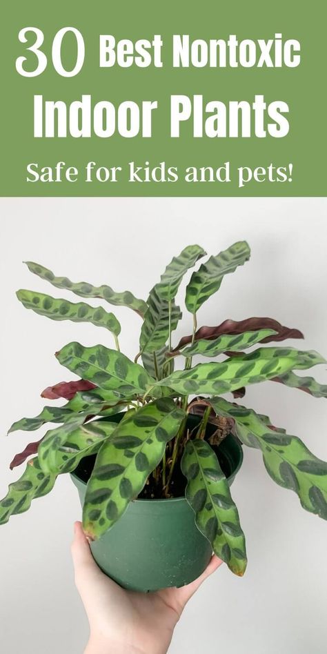 Cat Safe House Plants, Safe House Plants, Houseplant Ideas, Easy Indoor Plants, Easy Care Houseplants, Planting For Kids, Plant Care Houseplant, Garden Hacks, Growing Gardens