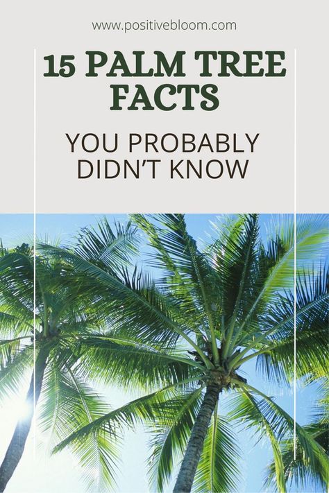 Check out these fifteen astonishing palm tree facts, learn some general things, their history, and find out which varieties break the world’s records. Types Of Palm Trees, Mexican Palm Tree, Palm Tree Types, Florida Baby, California Palm Trees, Alocasia Plant, Peperomia Plant, Calathea Plant, Palm Tree Leaves