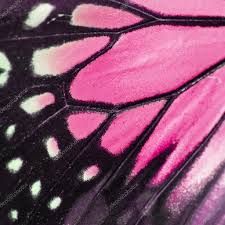 Wing Background, Nature Texture, Up Aesthetic, Princess Charm School, Princess And The Pauper, Arte Grunge, Catty Noir, Butterfly Wing, Pink Butterfly