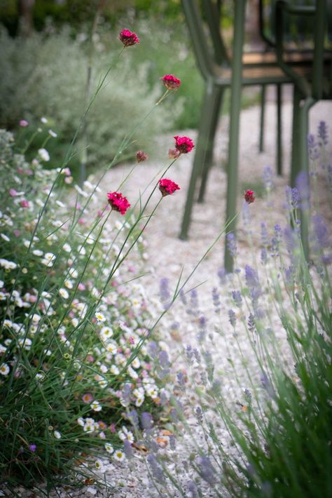 Coastal Courtyard, Cottage Front Garden, Entertaining Garden, Green Vibe, Box Hedging, Small Courtyard, Coastal Garden, Courtyard Gardens, Simple Garden