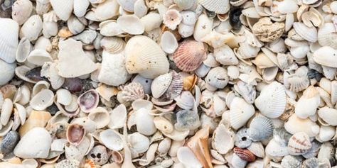 Myrtle Beach Seashell Guide: When to Look and What You Can Find! - MyrtleBeach.com?oaapis=v04sf94mcerg62mo98qt4jfnc6 Shelling In Myrtle Beach, Myrtle Beach Shelling, Myrtle Beach Things To Do, Myrtle Beach Trip, North Myrtle Beach Sc, Coin Flip, Seashells Photography, South Carolina Coast, Beach Decorations