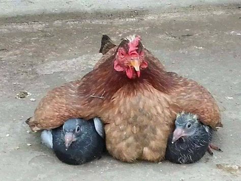 This chicken adopted some baby pigeons...they are now almost nearly grown and she is still sitting on them and trying to keep them warm like they are little chicks. Regnul Animal, Koci Humor, Animals Friendship, Chickens And Roosters, صور مضحكة, A Chicken, Sweet Animals, Animal Photo, 귀여운 동물