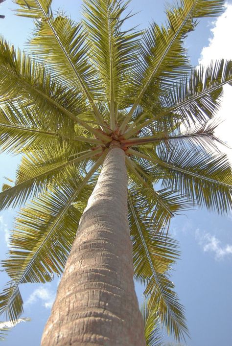 Palm Tree Coconut, Preppy Stickers, Coconut Palm Tree, Palm Tree Leaves, Vibe Check, Tree Wallpaper, Portrait Photography Poses, Coconut Tree, Aesthetic Iphone Wallpaper