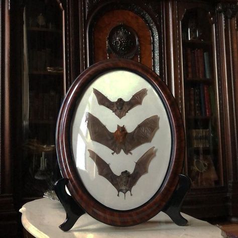 Antique Gothic Decor, Bat Taxidermy, Oddity Collection, Taxidermy Aesthetic, Victorian Taxidermy, Antique Oddities, Taxidermy Bat, Goth Inspiration, Gothic Frame