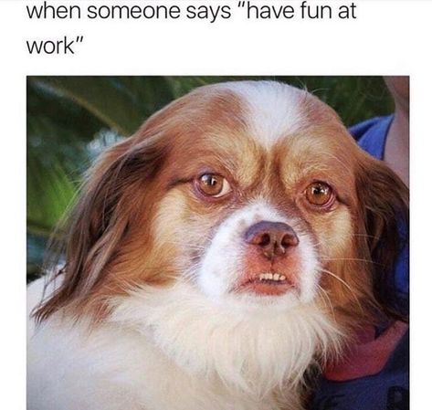 Eighteen Work Memes For The Tired, Overworked Employee Memes Of The Day, Funny Dog Memes, Work Memes, Funny Animal Memes, Nurse Humor, Work Humor, Fun At Work, Funny Animal Pictures, Dog Memes