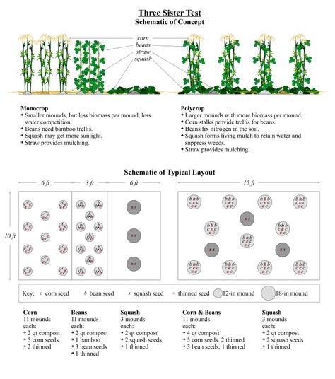 Proposal: Companion Planting (Intercropping) Corn, Beans, and Squash in Wisconsin Market Farms – Low Technology Institute Companion Plants For Corn, Corn Companion Planting, Intercropping Garden, Squash Companion Plants, Biodynamic Farming, Bamboo Farm, Planting Corn, School Garden Club, Planting Layout