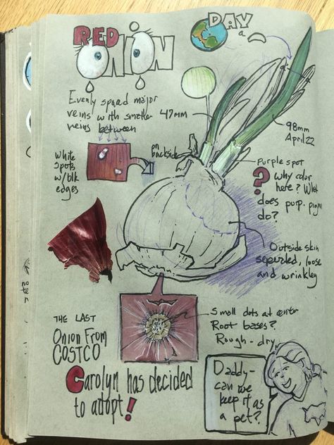 Introduction to Nature Journaling (video) John Muir Laws, Kids Sketchbook, Botanical Sketchbook, Nature Journaling, Nature Sketch, Land Trust, Principles Of Art, Sketchbook Drawings, Albrecht Durer