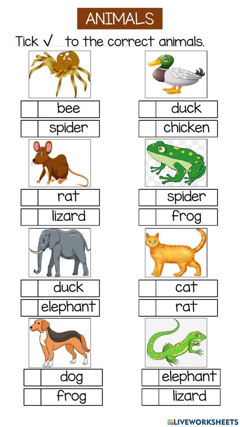 Name Of Animals, Year 1, Pet Names, Pet, Animals