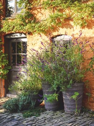 Garden Inspiration Patio, Arne Maynard, Garden Illustration, Garden Designer, Have Inspiration, Mediterranean Garden, Garden Containers, Garden Care, Courtyard Garden