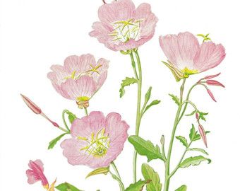 Evening Primrose (6 am), version two Primrose Watercolor, Pink Evening Primrose, Shabby Cottage Decor, Flower Tat, Mid Century Floral, Floral Clock, Vine Tattoos, Flower Sleeve, Texas Artist