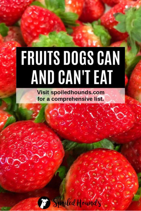 Keep your dog safe! Find a comprehensive list of fruits dogs can and can't eat on Spoiled Hounds. #pets #dogs #doglover #dogfood #dogtreats #fruit Can Dogs Have Strawberries, Food Dogs Can Have, Watermelon For Dogs, Fruit Dogs Can Eat, Things Dogs Cant Eat, Can Dogs Eat Watermelon, Pitbull Breeds, Can Dogs Eat Bananas, Can Dogs Eat Oranges